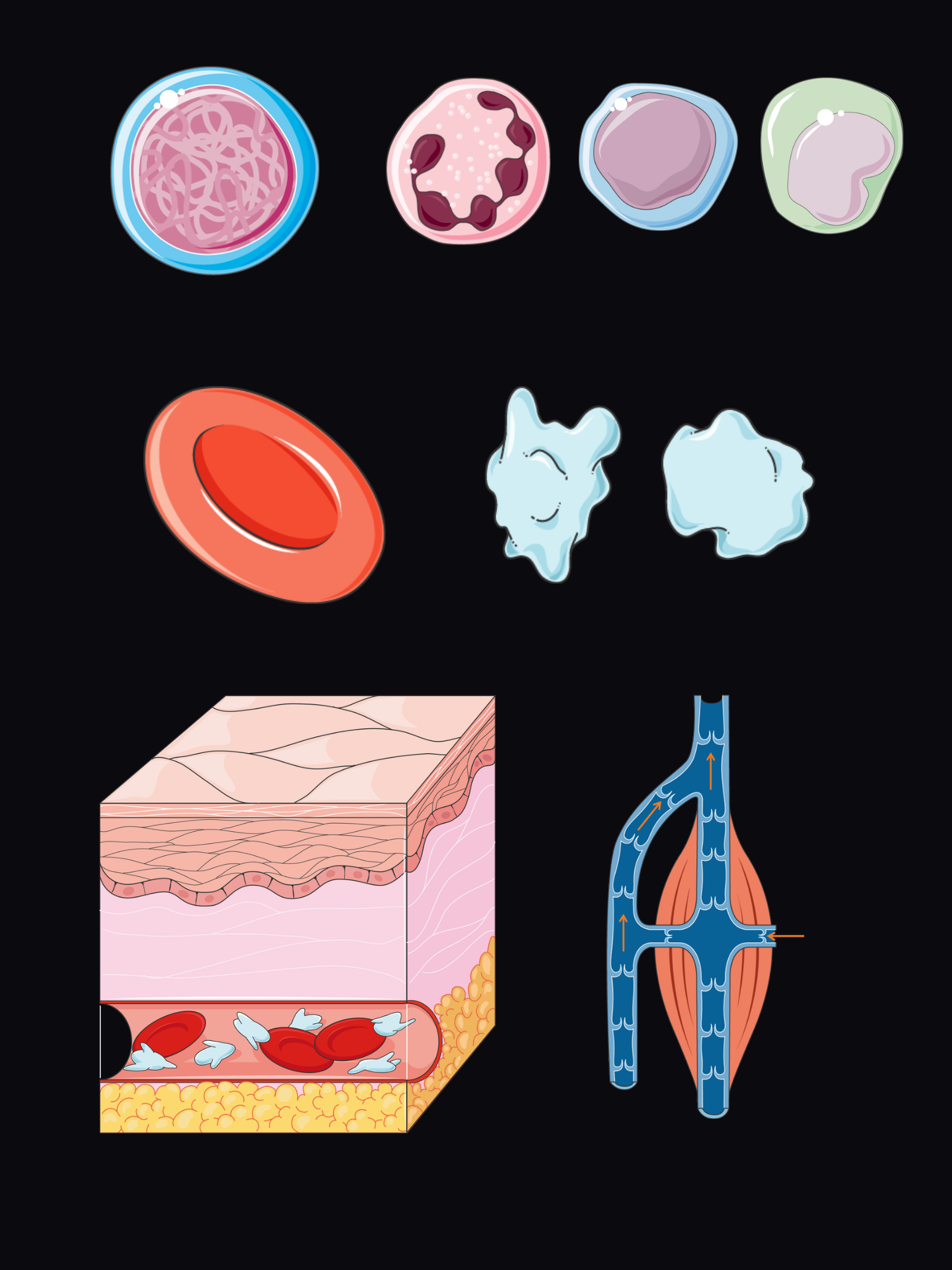 Exploded view of the blood: a haematopoietic stem cell with neutrophil, lymphocyte and monocyte, a red cell, resting and activated platelets, a clot forming in a small vessel, and the deep leg veins with their valves.