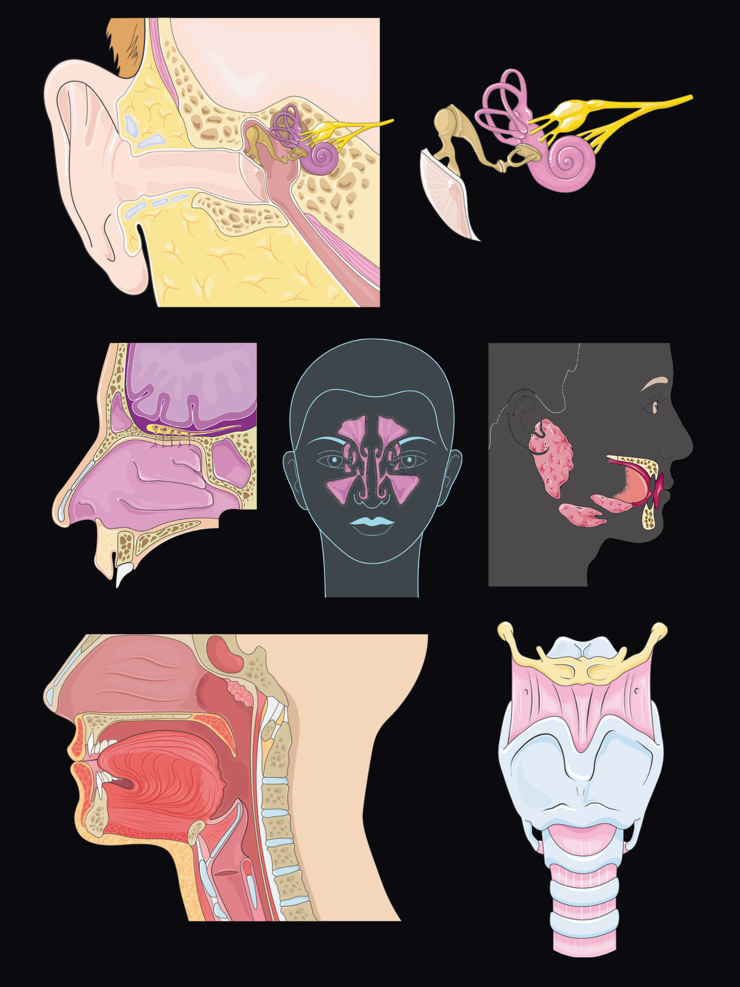 Exploded view of the ear, nose and throat: the ear in section, the inner ear, the nasal cavity, the paranasal sinuses, the salivary glands, a sagittal section of the mouth, pharynx and larynx, and the larynx and trachea from the front.