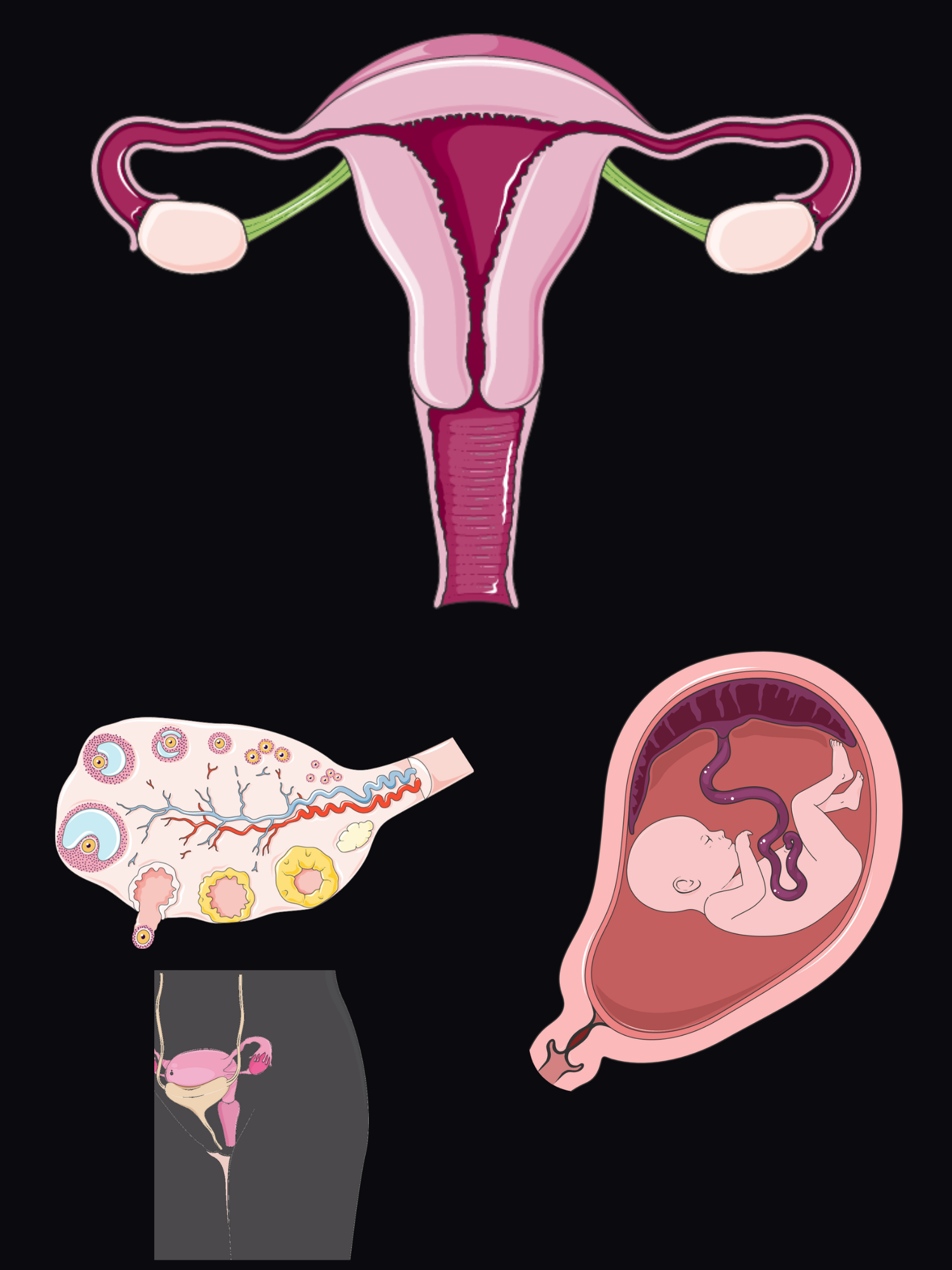 Exploded view of the female reproductive tract and pregnancy: the uterus, fallopian tubes, ovaries, cervix and vagina from the front, an ovary in section, a fetus in the uterus with the placenta and cord, and the pelvis from the front showing the vagina opening at the vulva.