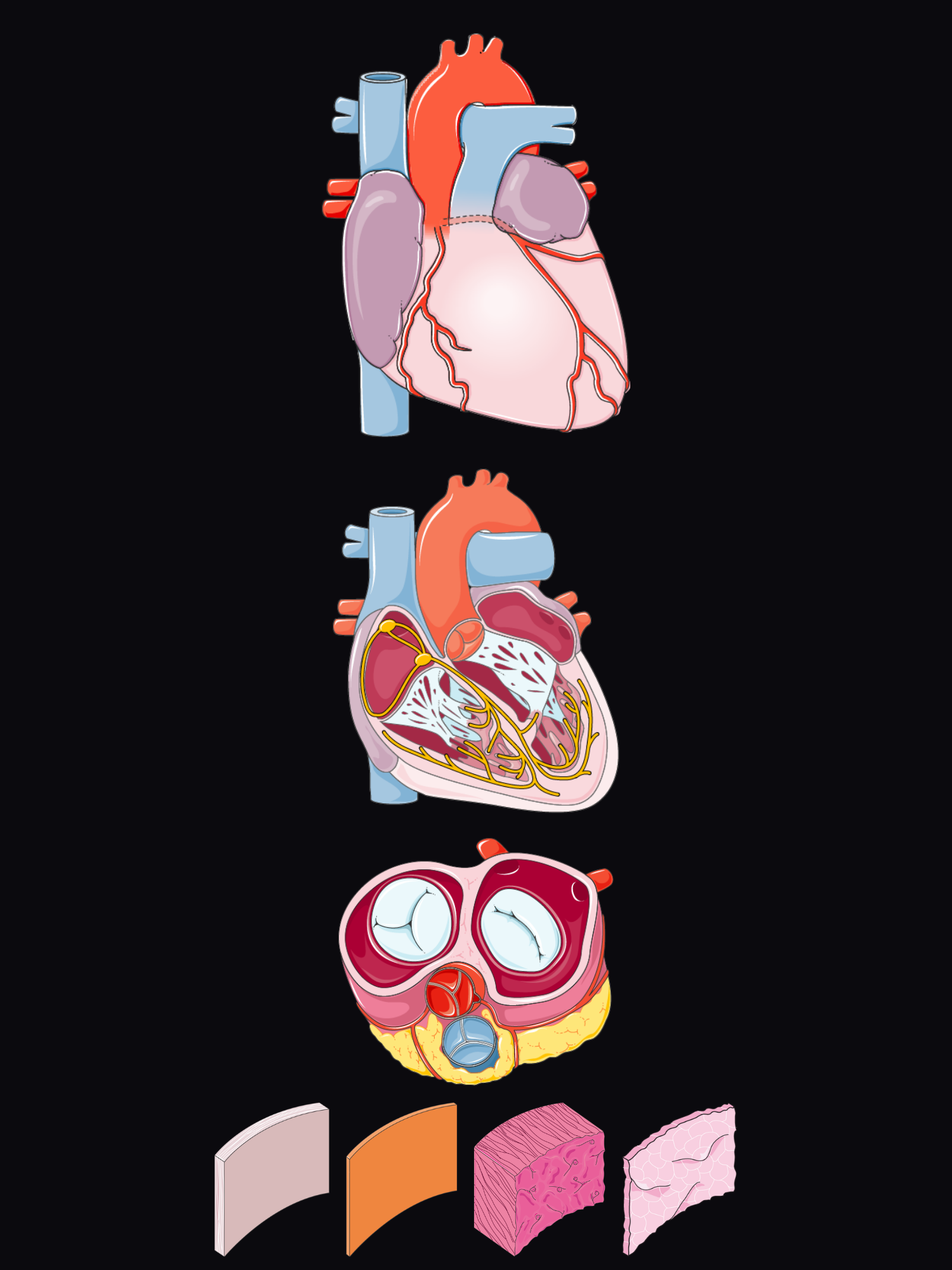 Exploded view of the heart: the whole heart from the front, a cutaway showing the chambers and conduction system, the four valves from above, and the layers of the heart wall.