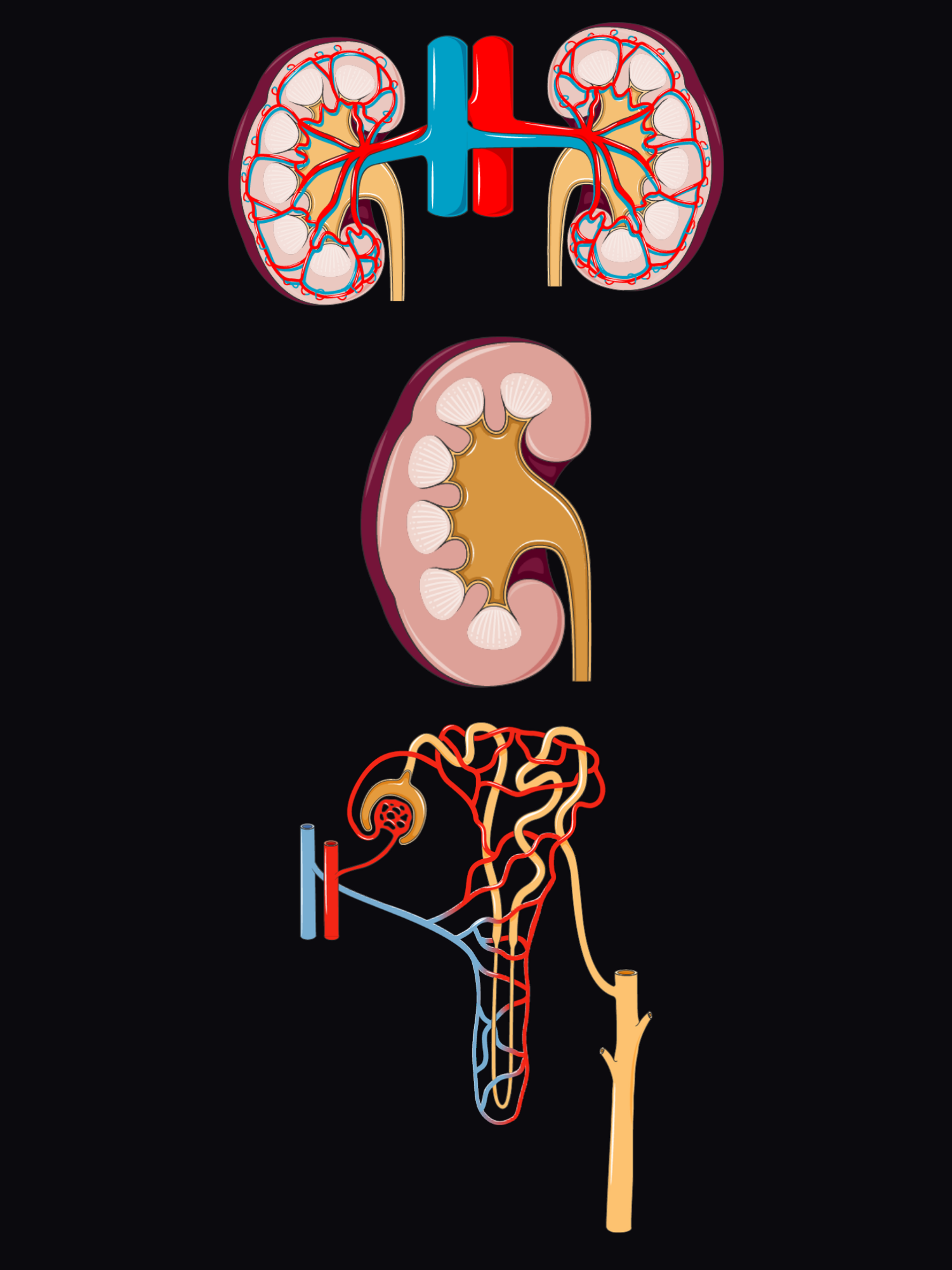 Exploded view of the kidney from large to small: both kidneys with the renal arteries and veins, one kidney in section showing the cortex, pyramids and renal pelvis, and a single nephron with its blood supply.