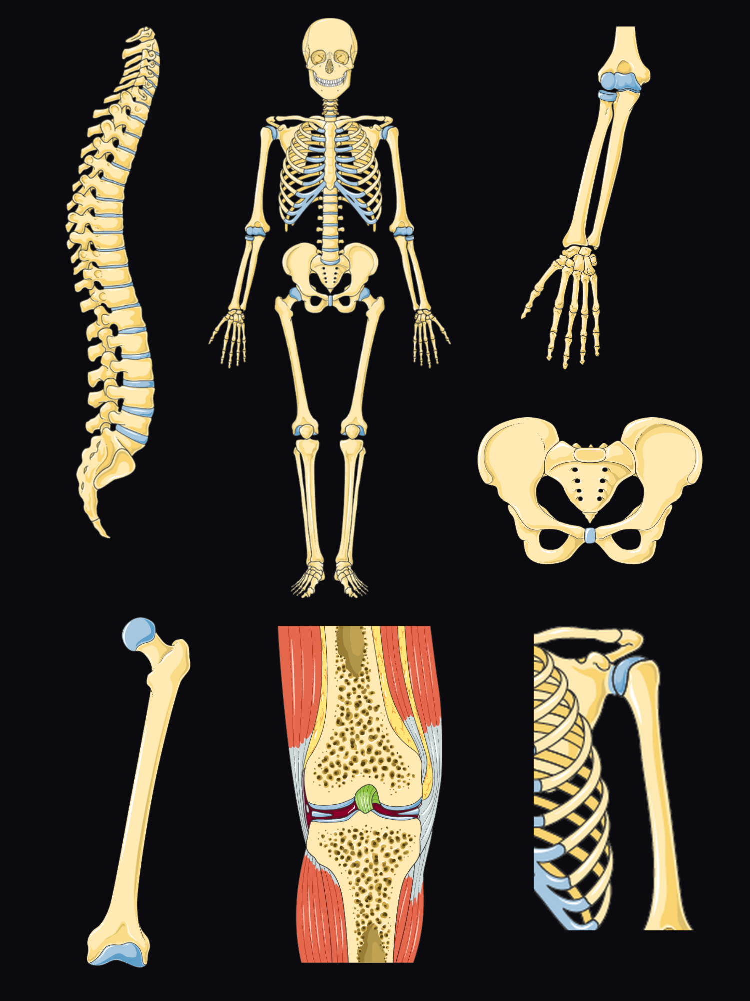 Exploded view of the skeleton: the vertebral column from the side, the whole skeleton from the front, the forearm and hand bones, the pelvis, the femur, the knee joint in section and a close-up of the shoulder.