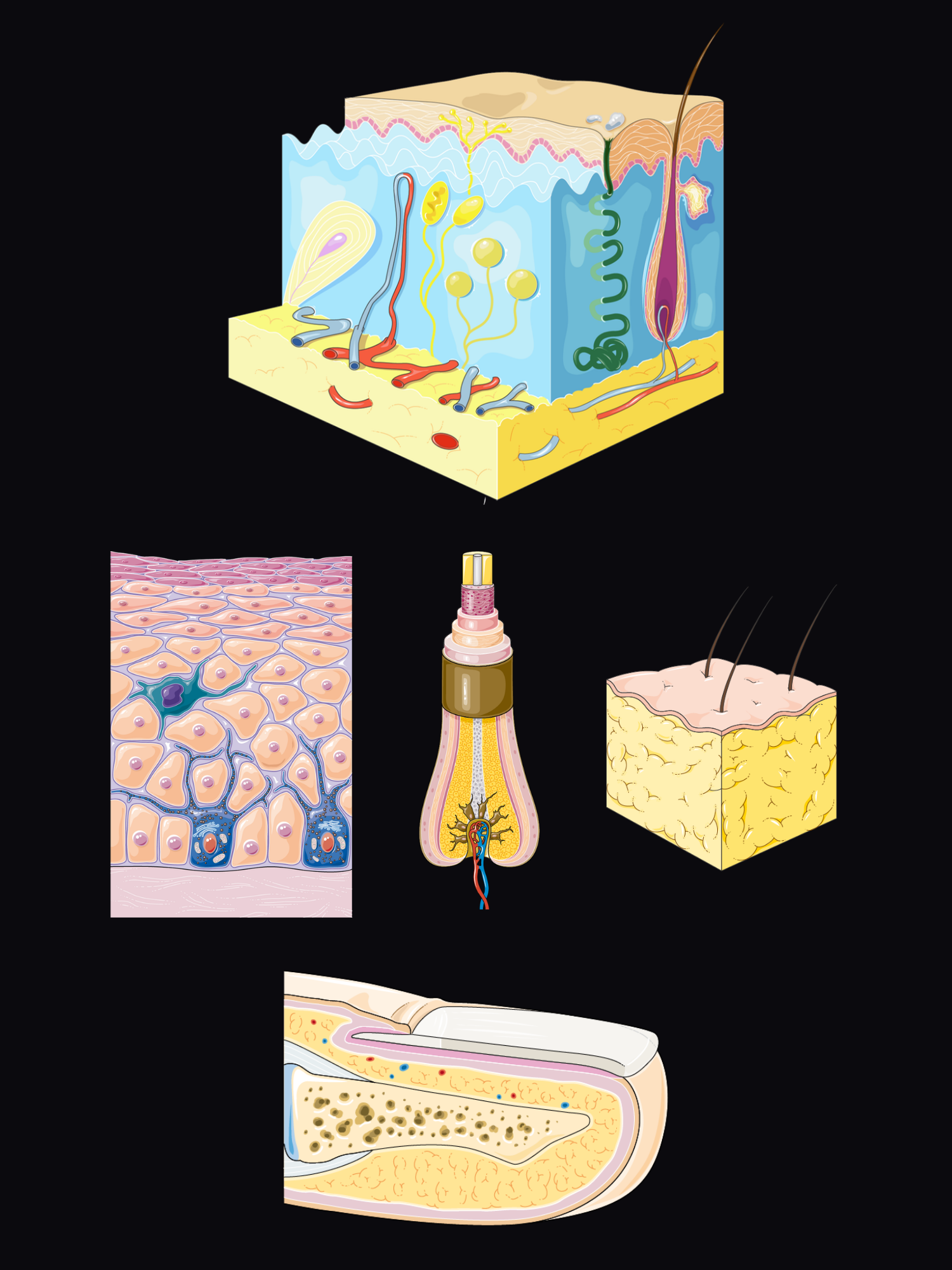 Exploded view of the skin: a skin block with epidermis, dermis, glands, hair follicle and fat, a close-up of the epidermis on its basement membrane, a hair follicle, subcutaneous fat and the nail.